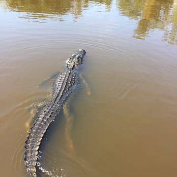 Airboat Adventures - Lots of gators - Boat Tours Near Me - Lafitte, Louisiana Airboat Adventures - Lots of gators - Boat Tours Near Me - Lafitte, Louisiana