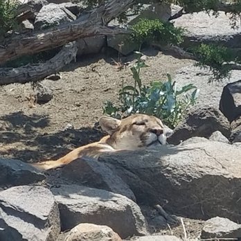 Animal Ark - Mountain kitty - Zoos Near Me - Reno, Nevada