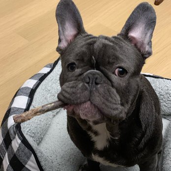 Westside Veterinary Center - Sababa @sababadog - Veterinarians Near Me - New York, New York Westside Veterinary Center - Sababa @sababadog - Veterinarians Near Me - New York, New York