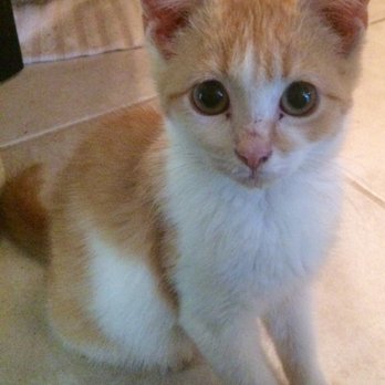 PetSmart - Mr Puss - Pet Training Near Me - Port Jefferson Station, New York