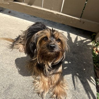 Katie’s Cuties - Before picture - Pet Groomers Near Me - Mission Viejo, California