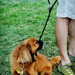Hanuman Festival - Dog friendly festival ;)