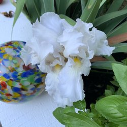 Irishes that bloom in summer and fall