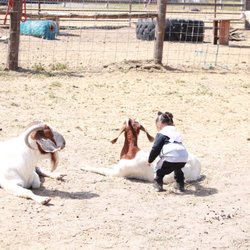 Adventures with Animals