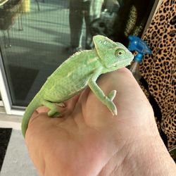 Imperial Reptiles Orlando - Veiled chameleon