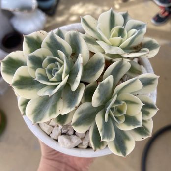 MiMi Nursery - This is one of my first I bought at Mimi and it's still growing strong & healthy - Nurseries & Gardening Near Me - Garden Grove, California MiMi Nursery - This is one of my first I bought at Mimi and it's still growing strong & healthy - Nurseries & Gardening Near Me - Garden Grove, California