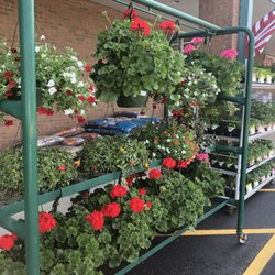 Ace Hardware Of Byron - Beautiful flowers at Byron Ace