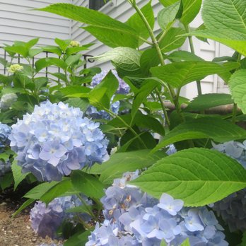 Olish's Farm - My Summer Hydrangeas purchased at Olish - Farmers Market Near Me - Eastport, New York Olish's Farm - My Summer Hydrangeas purchased at Olish - Farmers Market Near Me - Eastport, New York