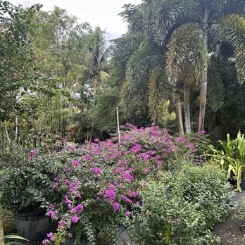 Bamboo And Orchid Gardens - Landscaping Near Me - Davie, Florida Bamboo And Orchid Gardens - Landscaping Near Me - Davie, Florida