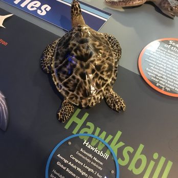 Loggerhead Marinelife Center - Community Service/Non-Profit Near Me - Juno Beach, Florida