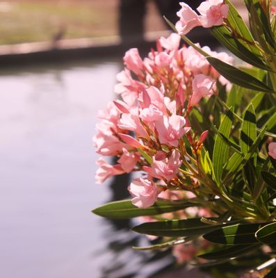 Encanto Park by null