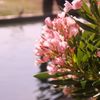 Encanto Park gift card