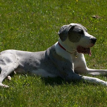 Pet 'N Play - Ryder taking it easy - Pet Sitting Near Me Pet 'N Play - Ryder taking it easy - Pet Sitting Near Me