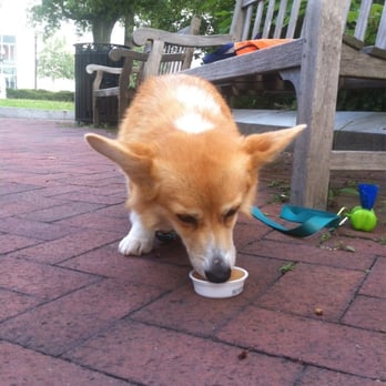 City Tails - SB enjoying a Doggy Italian Ice from City Tails. What a treat in mid July! - Pet Groomers Near Me - Brighton, Massachusetts City Tails - SB enjoying a Doggy Italian Ice from City Tails. What a treat in mid July! - Pet Groomers Near Me - Brighton, Massachusetts