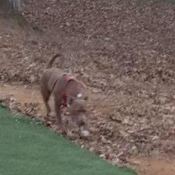 Dallas Dog Park - Dog Parks Near Me - Dallas, Georgia Dallas Dog Park - Dog Parks Near Me - Dallas, Georgia