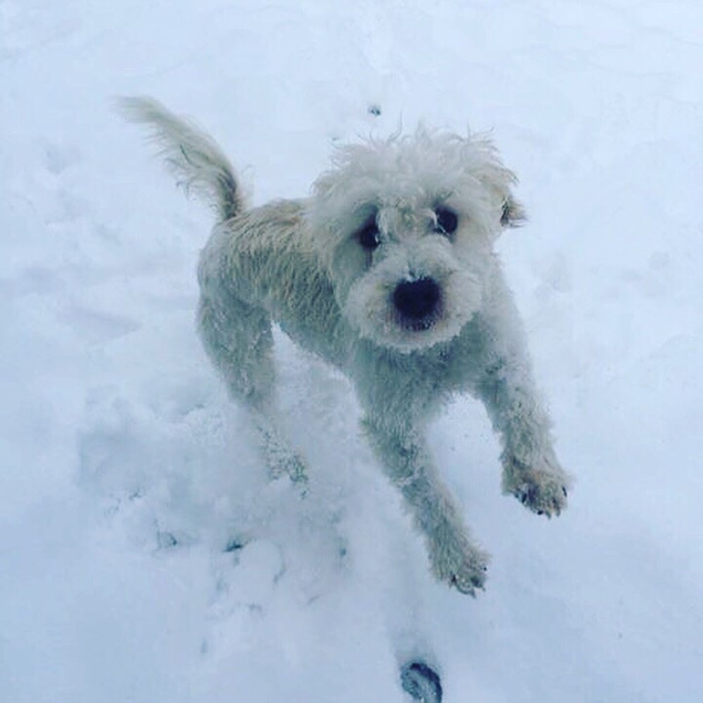 Skipton Kennel - Pet Sitting Near Me - Waltham, Massachusetts Skipton Kennel - Pet Sitting Near Me - Waltham, Massachusetts
