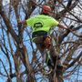 B & B Tree Company