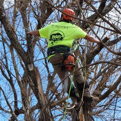 B & B Tree Company