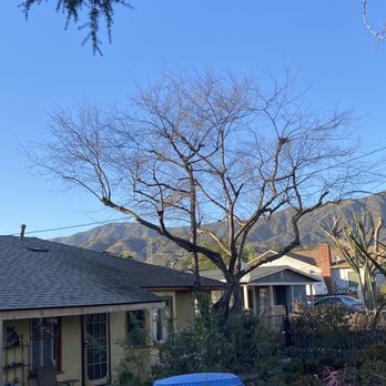 Great View Tree Experts - Tree Services Near Me Great View Tree Experts - Tree Services Near Me