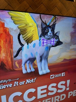 Ripley's Believe It or Not! by null