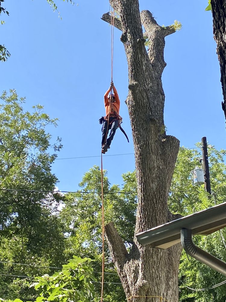 Just Trees - tree service in Austin, TX