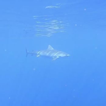Hawaii Shark Encounters - Diving Near Me - Haleiwa, Hawaii Hawaii Shark Encounters - Diving Near Me - Haleiwa, Hawaii