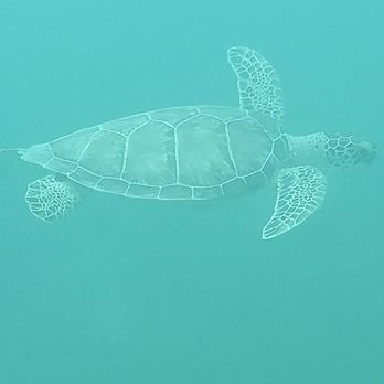 Someday Charters - Snorkeling Near Me - St. Thomas, Virgin Islands