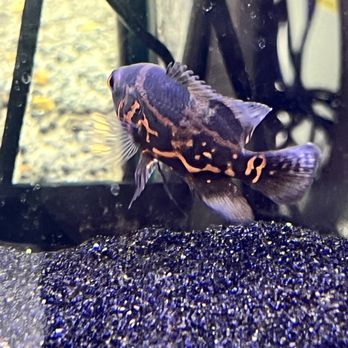 Fins For Grins - Tiger Oscar - Aquarium Services Near Me - Broken Arrow, Oklahoma