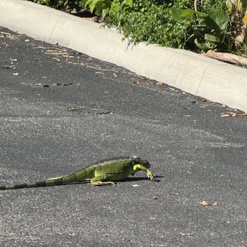 Anne Kolb Nature Center - Lizard - Parks Near Me - Hollywood, Florida