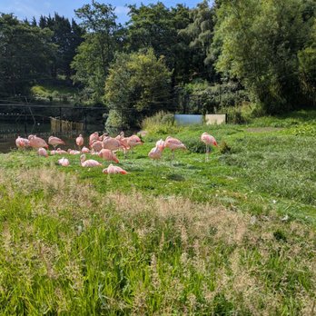 Belfast Zoo - Flamingos - Zoos Near Me - Belfast, BFS Belfast Zoo - Flamingos - Zoos Near Me - Belfast, BFS