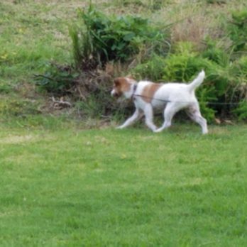 La Mirada Creek Park - Ruger my dog having a blast chasing the wild life - Parks Near Me - La Mirada, California La Mirada Creek Park - Ruger my dog having a blast chasing the wild life - Parks Near Me - La Mirada, California