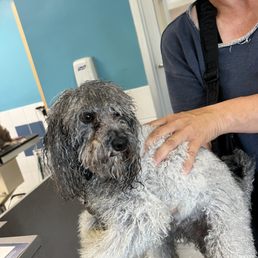 My silver toy poodle after being "groomed" at Scenthound on Glades. Yes that is his own poop on his leg and it was over his rear. My silver toy poodle after being "groomed" at Scenthound on Glades. Yes that is his own poop on his leg and it was over his rear.