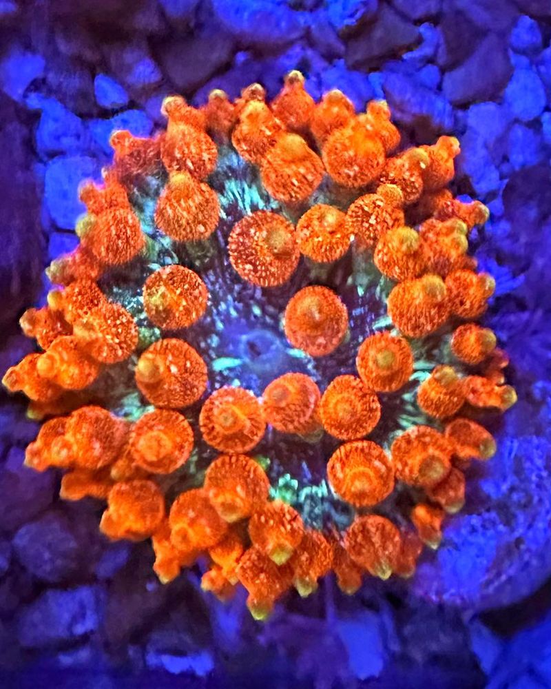 ELLIS AQUATICS Updated October 2024 179 Photos & 108 Reviews 2301