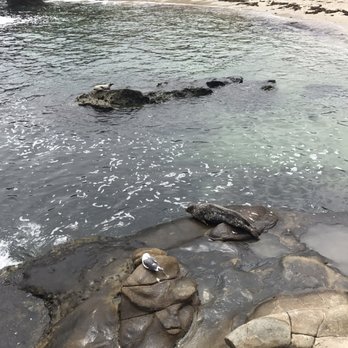 Children's Pool - Beaches Near Me - La Jolla, California Children's Pool - Beaches Near Me - La Jolla, California