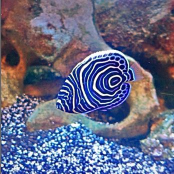 Petco - Emperor angelfish - Pet Training Near Me - Attleboro, Massachusetts Petco - Emperor angelfish - Pet Training Near Me - Attleboro, Massachusetts