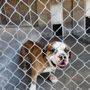 Photo of Country Boarding Kennels