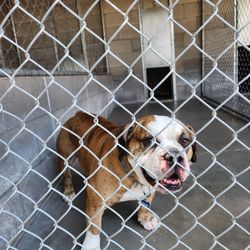 Country Boarding Kennels