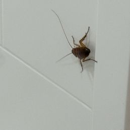 Cockroach in the bathroom Cockroach in the bathroom