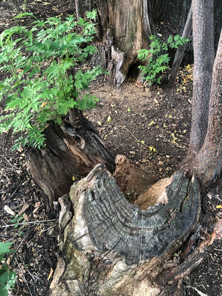 Normantorr Tree Service - tree service in San Antonio, TX