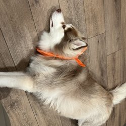 BYOP Grooming