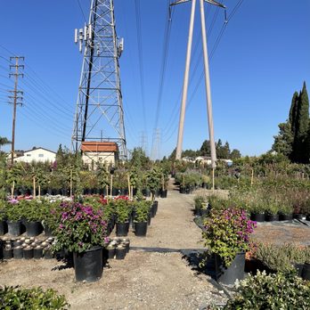 Ramirez Growers - Cerritos location - Nurseries & Gardening Near Me - Cerritos, California Ramirez Growers - Cerritos location - Nurseries & Gardening Near Me - Cerritos, California