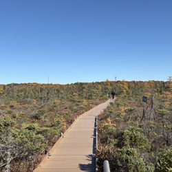 Orono Bog Boardwalk