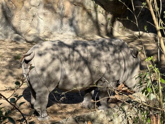 Houston Zoo by null