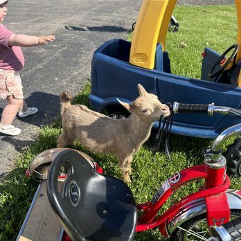 Kamins Farm Sanctuary - Animal Shelters Near Me