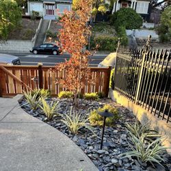 Behr Landscape Construction - Lawn replacement, new maple, lighting, slate, plantings and fence.