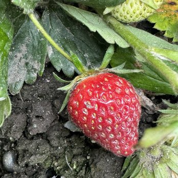 Bailey Family Farm - Rainier - Pick Your Own Farms Near Me - Snohomish, Washington