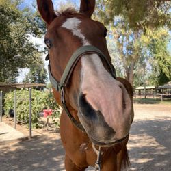 Parker's Equestrian Center - Goofball