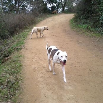 Action Dog! - Dog Walkers Near Me