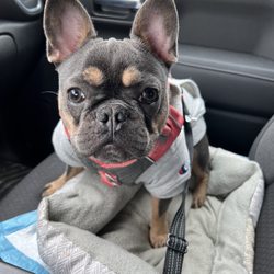 Reardon’s Kennels - Mocha