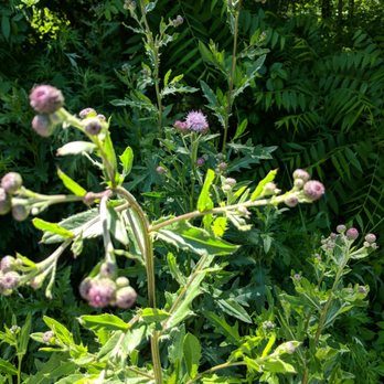 Covered Bridge Park - Purple Thistle - Parks Near Me - Doylestown, Pennsylvania